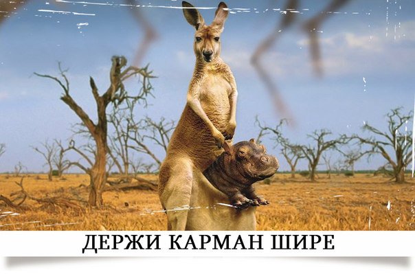 Держи карман шире