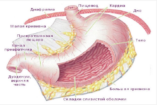Желудок